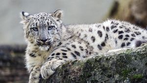 Preview wallpaper snow leopard, cub, wildlife, animal, rock