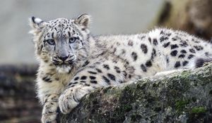 Preview wallpaper snow leopard, cub, wildlife, animal, rock