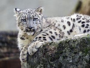 Preview wallpaper snow leopard, cub, wildlife, animal, rock