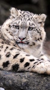 Preview wallpaper snow leopard, down, fat, predator