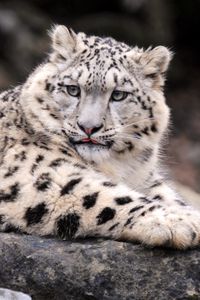 Preview wallpaper snow leopard, down, fat, predator