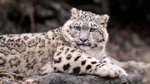 Preview wallpaper snow leopard, down, fat, predator