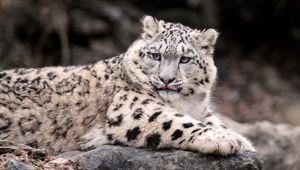 Preview wallpaper snow leopard, down, fat, predator