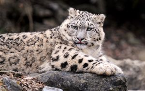 Preview wallpaper snow leopard, down, fat, predator