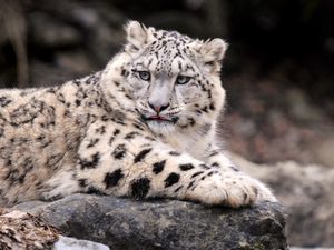 Preview wallpaper snow leopard, down, fat, predator