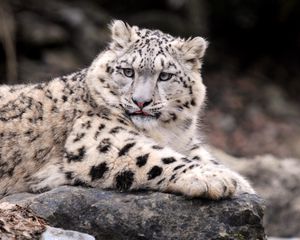 Preview wallpaper snow leopard, down, fat, predator