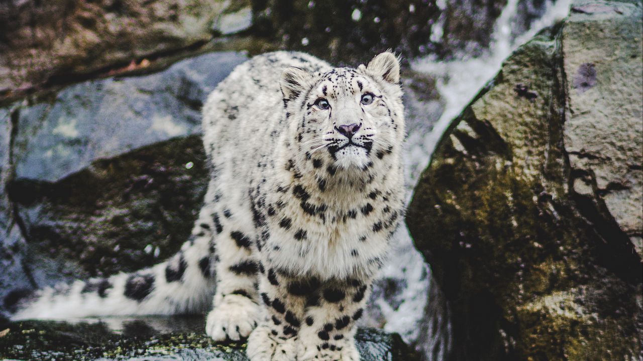 Wallpaper snow leopard, emotions, funny, big cat