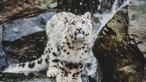 Preview wallpaper snow leopard, emotions, funny, big cat