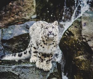 Preview wallpaper snow leopard, emotions, funny, big cat