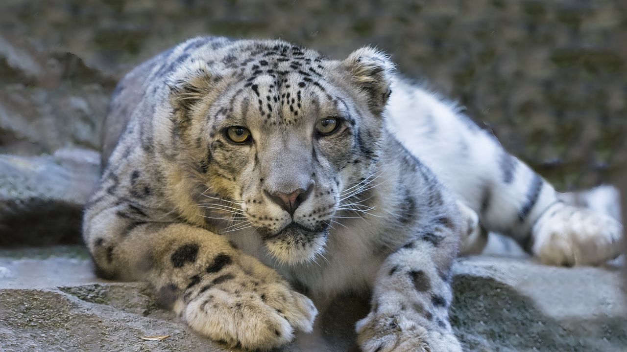 Wallpaper snow leopard, eyes, predator, big cat