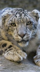 Preview wallpaper snow leopard, eyes, predator, big cat