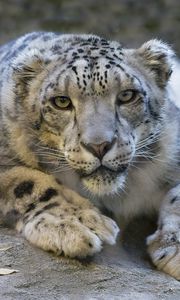 Preview wallpaper snow leopard, eyes, predator, big cat