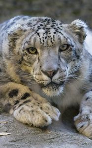 Preview wallpaper snow leopard, eyes, predator, big cat