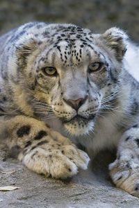 Preview wallpaper snow leopard, eyes, predator, big cat