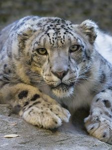 Preview wallpaper snow leopard, eyes, predator, big cat