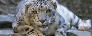 Preview wallpaper snow leopard, eyes, predator, big cat