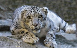 Preview wallpaper snow leopard, eyes, predator, big cat