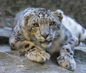 Preview wallpaper snow leopard, eyes, predator, big cat