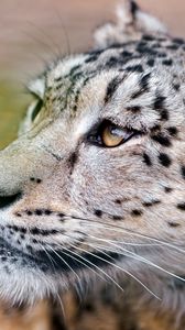 Preview wallpaper snow, leopard, face, eyes