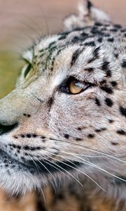 Preview wallpaper snow, leopard, face, eyes