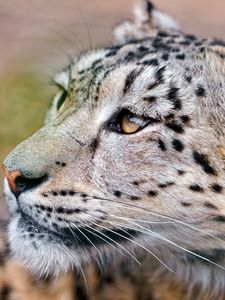 Preview wallpaper snow, leopard, face, eyes