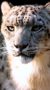 Preview wallpaper snow leopard, face, big cat, predator