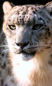 Preview wallpaper snow leopard, face, big cat, predator