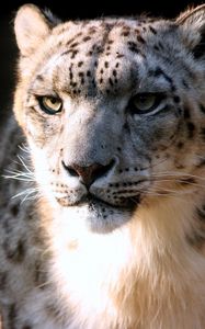 Preview wallpaper snow leopard, face, big cat, predator