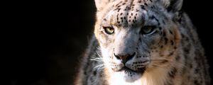 Preview wallpaper snow leopard, face, big cat, predator