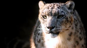 Preview wallpaper snow leopard, face, big cat, predator