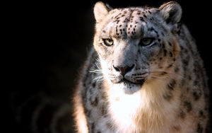 Preview wallpaper snow leopard, face, big cat, predator