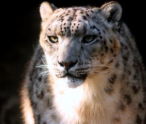 Preview wallpaper snow leopard, face, big cat, predator