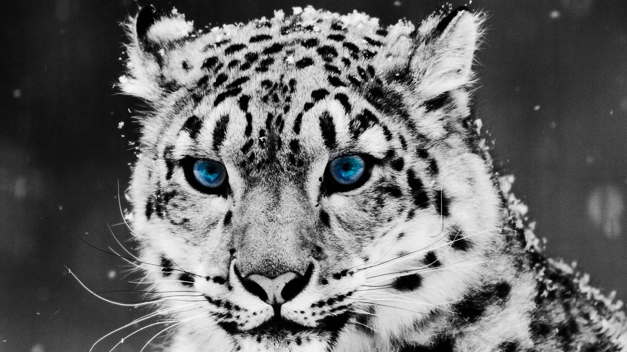 Wallpaper snow leopard, face, big cat, predator