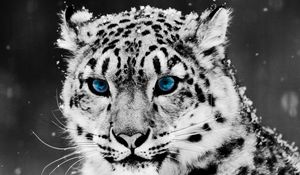 Preview wallpaper snow leopard, face, big cat, predator