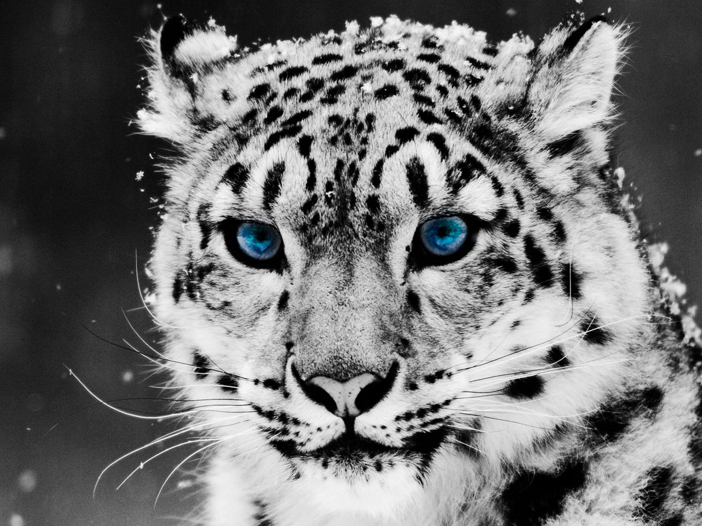 Download wallpaper 1400x1050 snow leopard, face, big cat, predator standard  4:3 hd background