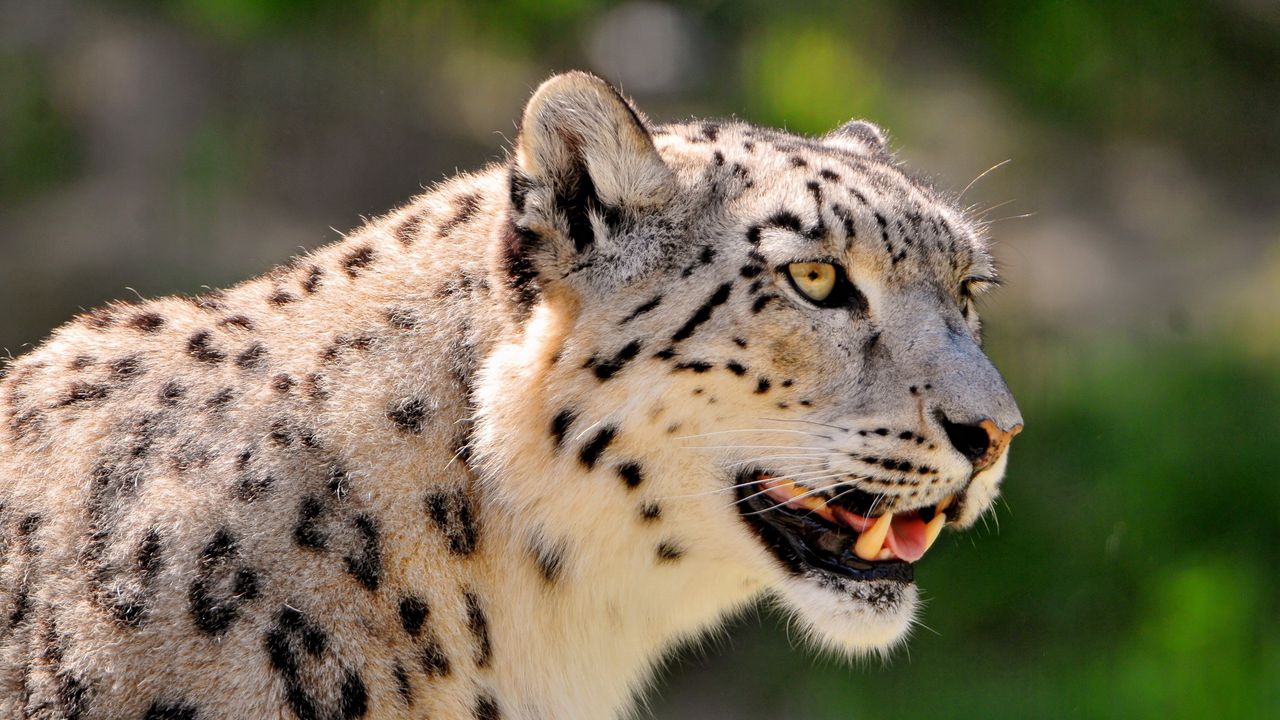 Wallpaper snow leopard, face, color, spotted, big cat