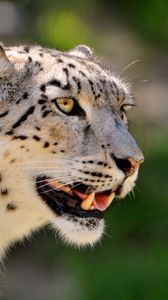 Preview wallpaper snow leopard, face, color, spotted, big cat