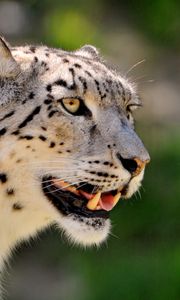 Preview wallpaper snow leopard, face, color, spotted, big cat