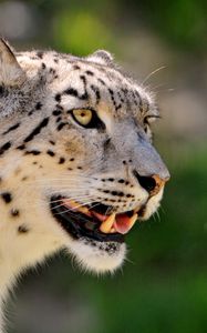 Preview wallpaper snow leopard, face, color, spotted, big cat