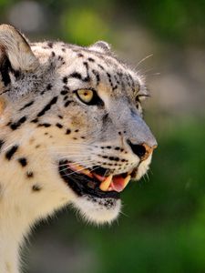 Preview wallpaper snow leopard, face, color, spotted, big cat