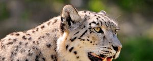 Preview wallpaper snow leopard, face, color, spotted, big cat