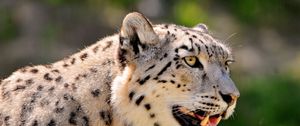 Preview wallpaper snow leopard, face, color, spotted, big cat