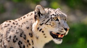 Preview wallpaper snow leopard, face, color, spotted, big cat