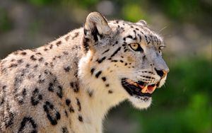 Preview wallpaper snow leopard, face, color, spotted, big cat