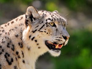 Preview wallpaper snow leopard, face, color, spotted, big cat