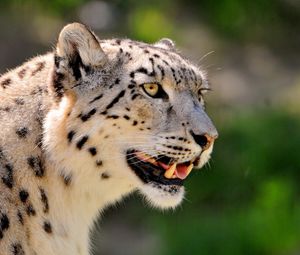 Preview wallpaper snow leopard, face, color, spotted, big cat