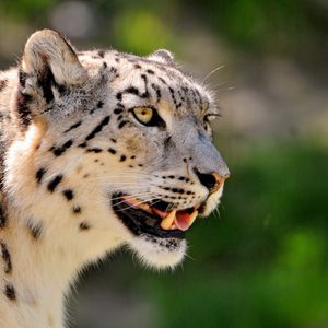 Preview wallpaper snow leopard, face, color, spotted, big cat