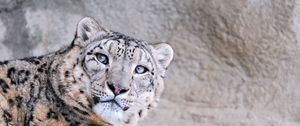 Preview wallpaper snow leopard, face, eyes, mottled