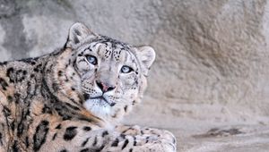 Preview wallpaper snow leopard, face, eyes, mottled