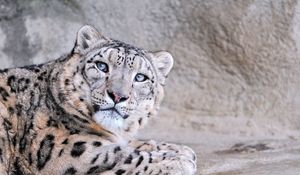 Preview wallpaper snow leopard, face, eyes, mottled